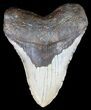 Bargain, Megalodon Tooth - North Carolina #50995-1